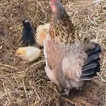 Nyaraló La Petite Maison De Terre De Partage Ohey