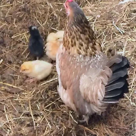 Holiday home La Petite Maison De Terre De Partage Ohey