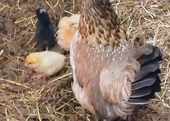 Holiday home La Petite Maison De Terre De Partage Ohey